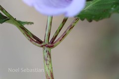 Gloxinia perennis